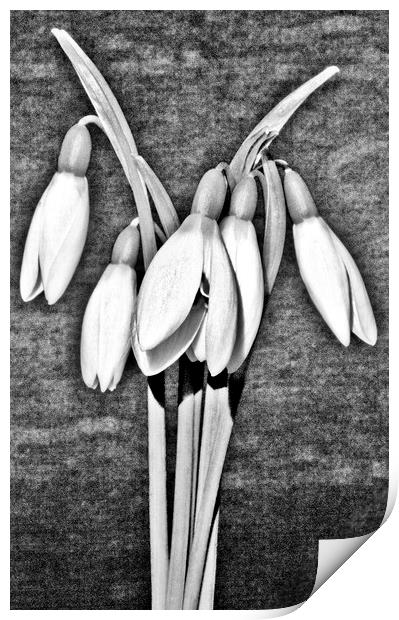 Snowdrops. Print by Darren Burroughs