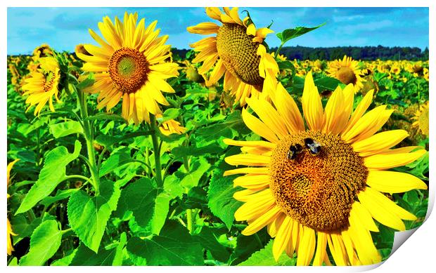 Bees on Sunflower Print by Darren Burroughs
