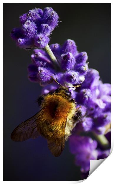 Bee on Lavender Print by Darren Burroughs