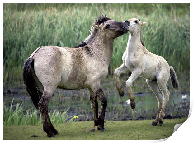 Mother And Foal. Polish Konik Horses Print by Darren Burroughs