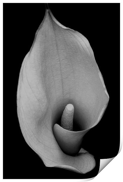 lily Print by Darren Burroughs