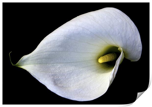 Single Lily in the Sun. Print by Darren Burroughs