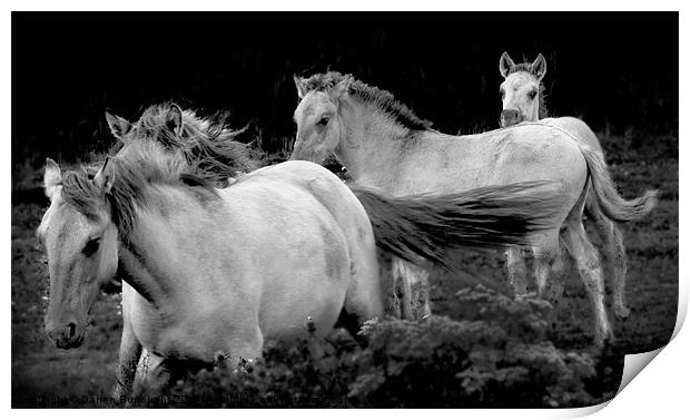 Polish Konik Horses Print by Darren Burroughs