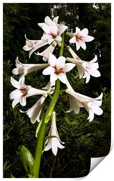 Giant Himalayan Lily Print by David Maclennan