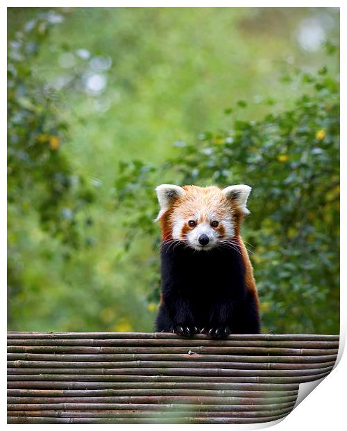 Red Panda Print by David Maclennan