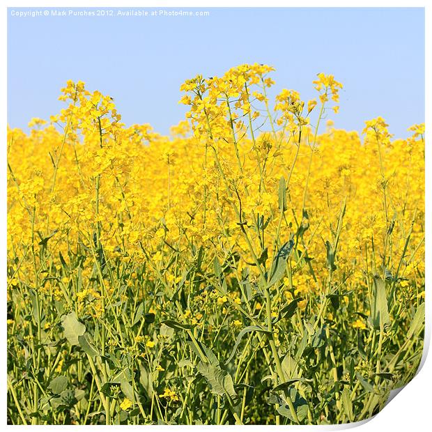 Cotswolds Spring Yellow Rapeseed Field Print by Mark Purches