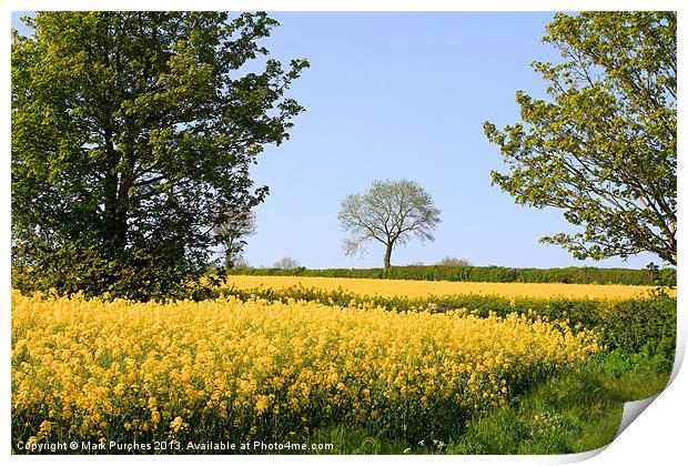 Canola Rape Seed Oil Fields and Spring Foliage Print by Mark Purches