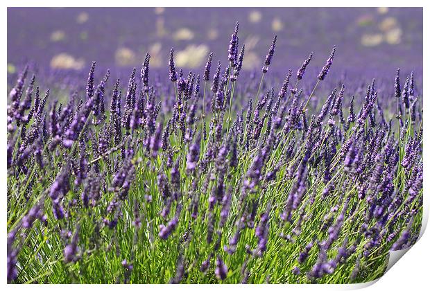 Lavender Flowers Spring Summer Countryside Print by Mark Purches