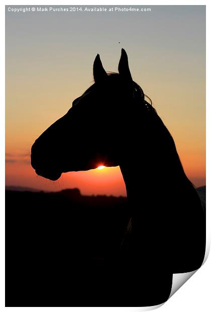 Silhouette of a Beautiful Horse at Sunset Print by Mark Purches