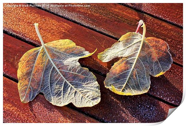 Two Frosty Leaves on Red Wooden Table in Sun Print by Mark Purches