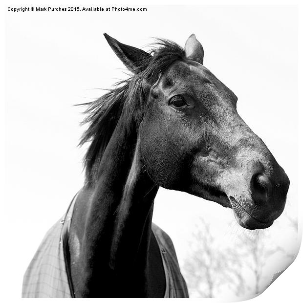 Black White Elegant Horse Head Print by Mark Purches