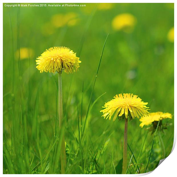 Natural Dandelions in Spring Print by Mark Purches
