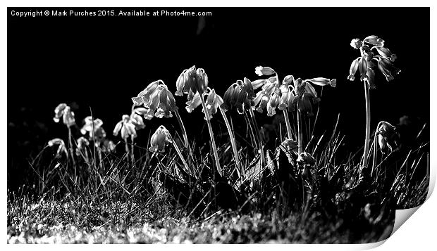 Black White Cowslip Flowers in Spring Print by Mark Purches