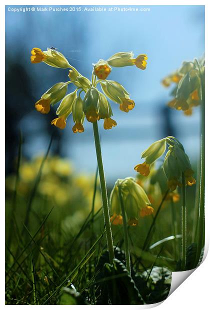 Cowslip Flowers and Spider in Spring Print by Mark Purches