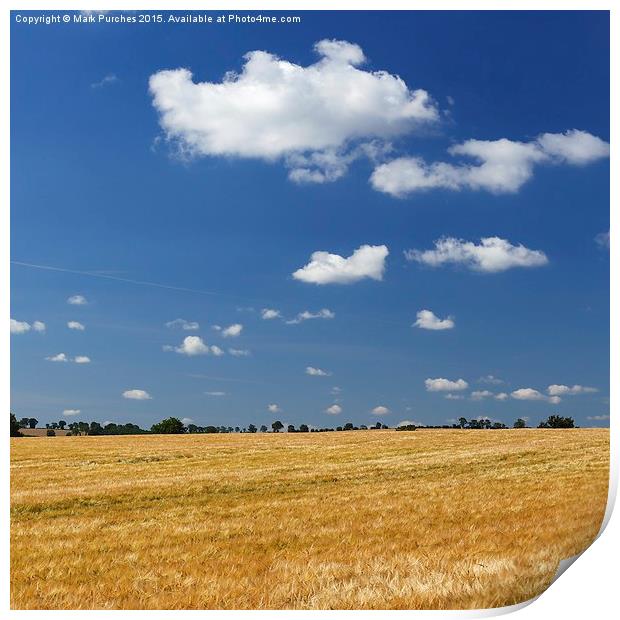 Large Barley Field & Blue Sky Square Print by Mark Purches