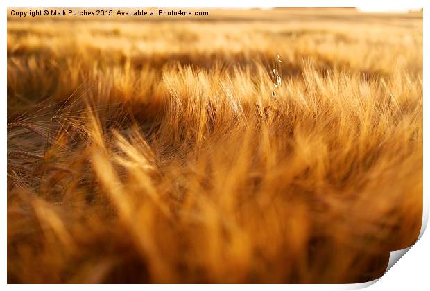 Soft Warm Barley Crop Plant Detail Print by Mark Purches