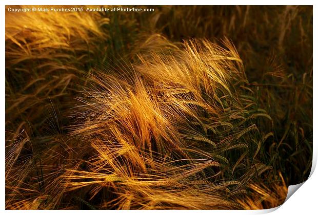 Soft Warm Barley Crop Plant Detail Print by Mark Purches