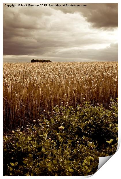 Moody Barley Field with Stormy Sky at Harvest Time Print by Mark Purches