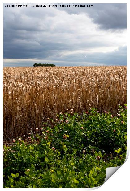 Dramatic Barley Field with Stormy Sky at Harvest T Print by Mark Purches