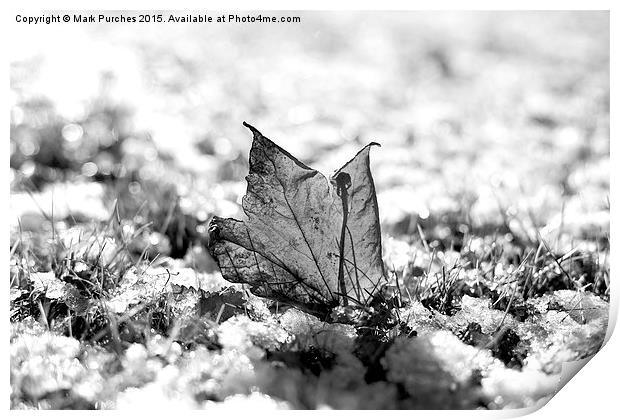 Last Autumn Leaf Standing in First Snow of Winter  Print by Mark Purches