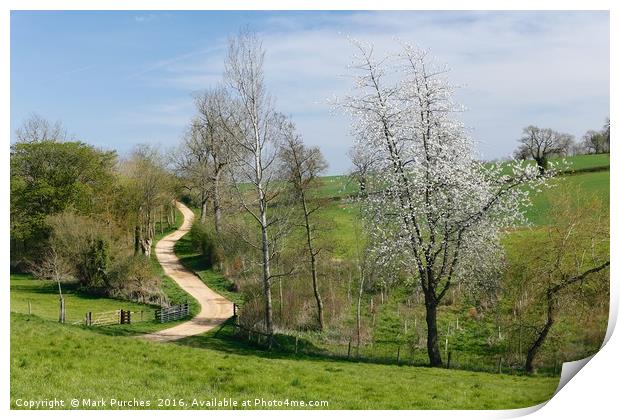 Meandering Track Through Green Fields with Cherry  Print by Mark Purches