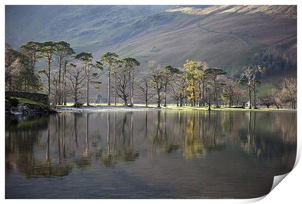 Buttermere Pines Print by Steve Glover