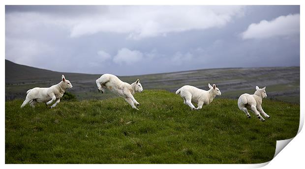 An Evening's Frolic In The Dales Print by Steve Glover