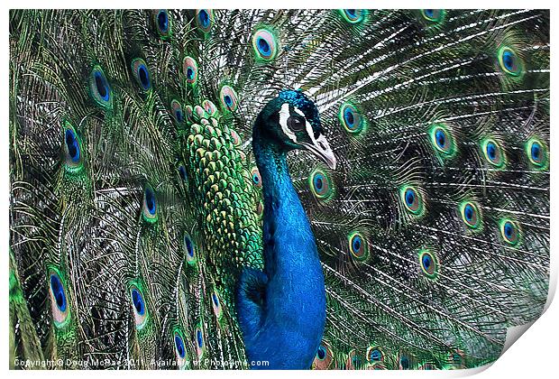 Peacock Print by Doug McRae