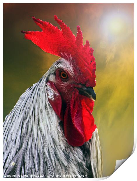 Rooster at sunset Print by Doug McRae