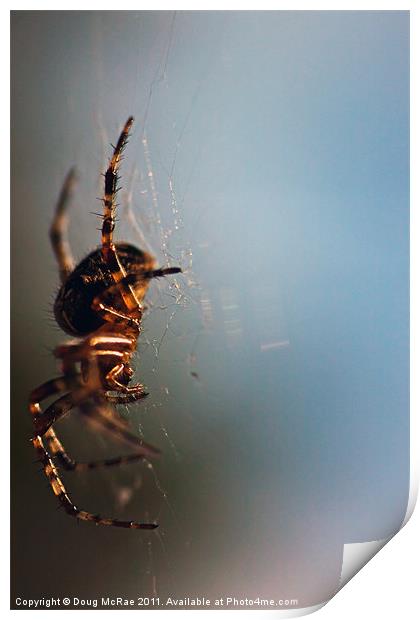 Garden spider Print by Doug McRae