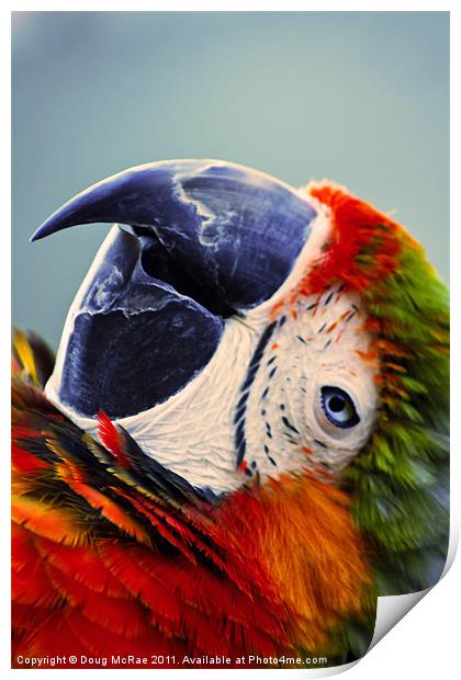 Macaw Portrait Print by Doug McRae