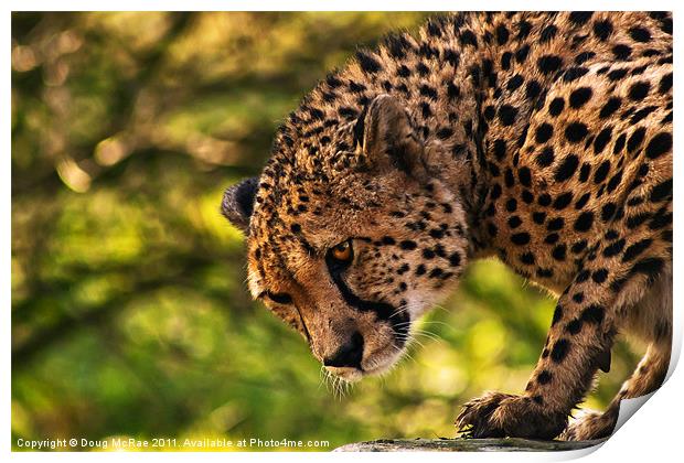 Cheetah Print by Doug McRae