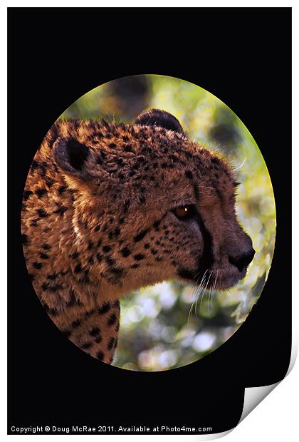 cheetah Portrait Print by Doug McRae