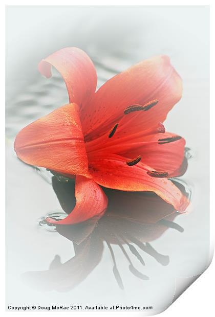 Soft red lily Print by Doug McRae