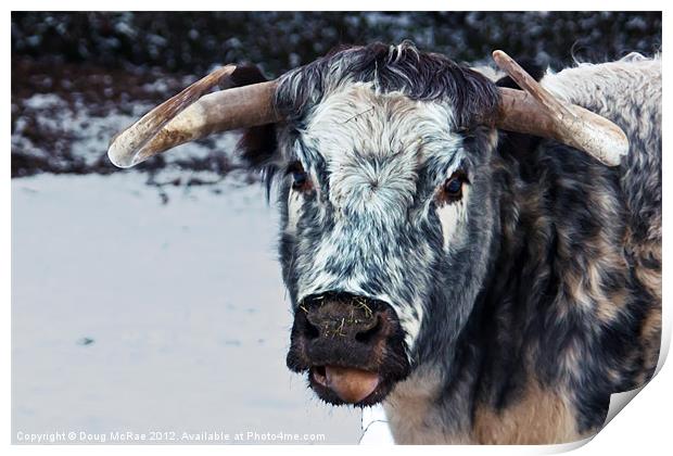 Longhorn cow Print by Doug McRae
