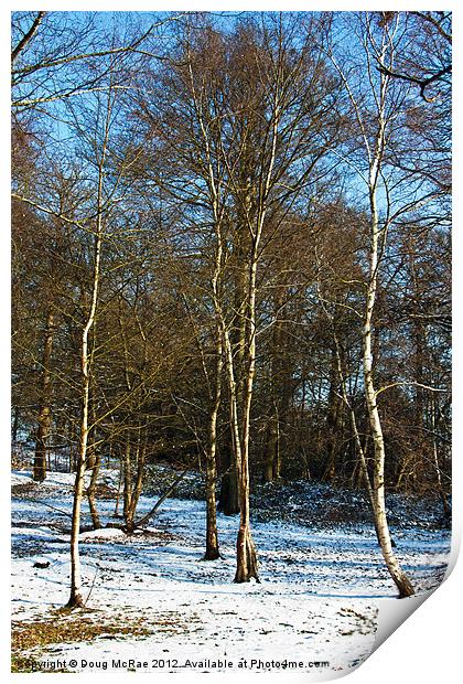 Silver birch Print by Doug McRae