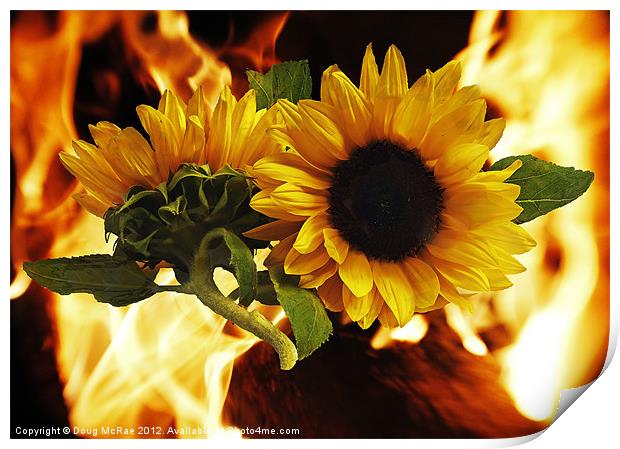 Flaming sunflowers Print by Doug McRae