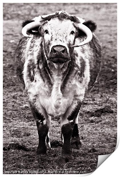 Long horn cow Print by Doug McRae