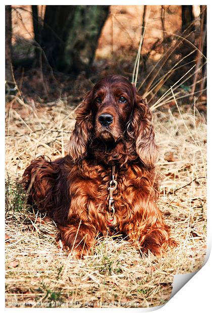 Red setter Print by Doug McRae