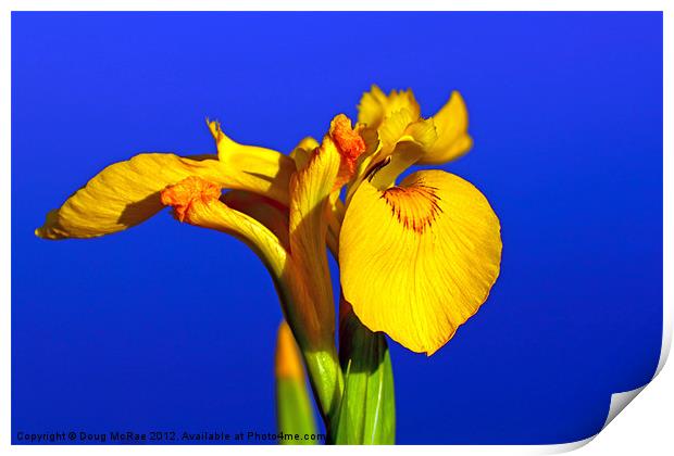 Yellow Iris Print by Doug McRae