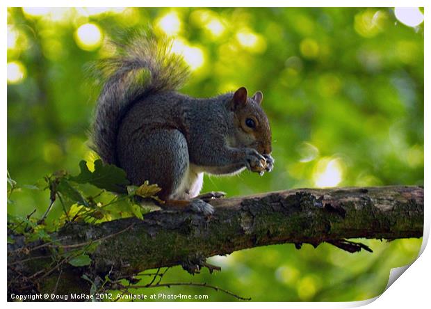 grey squirrel Print by Doug McRae