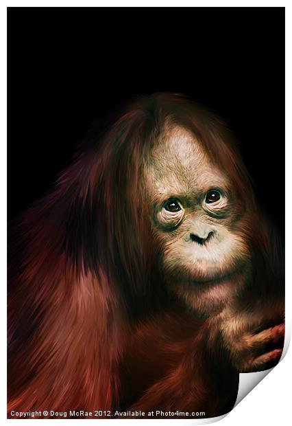 Orangutan Print by Doug McRae