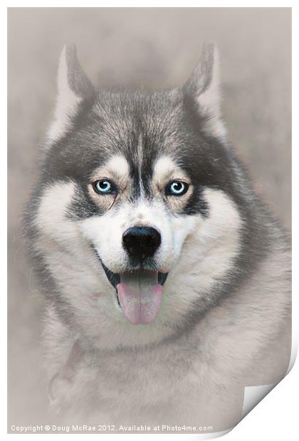 Siberian Husky 2 Print by Doug McRae