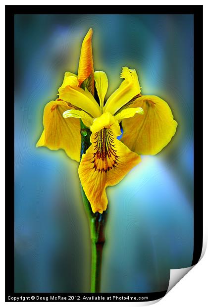 Yellow iris Print by Doug McRae