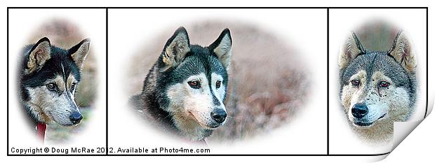 Siberian Huskies Print by Doug McRae