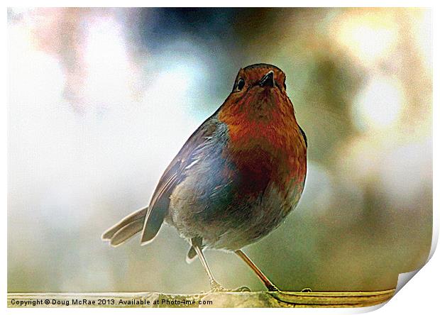 Robin red breast Print by Doug McRae