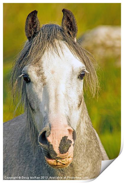 Welsh Pony Print by Doug McRae