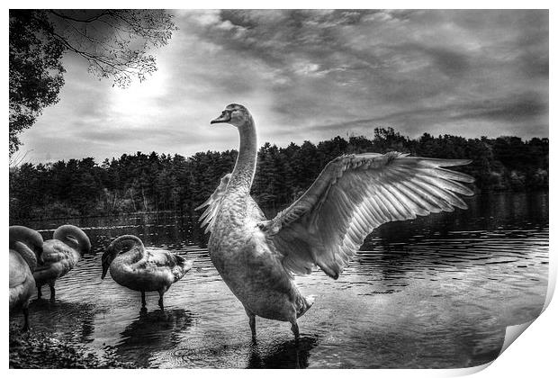 swan lake Print by Doug McRae