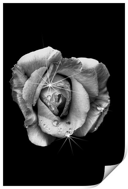 Rose White Print by Doug McRae