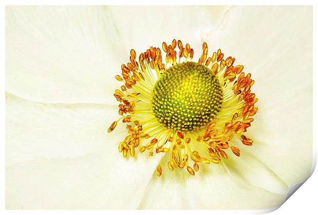 yellow on white Print by Doug McRae